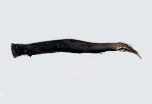 ASIZP0075051