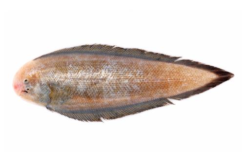 ASIZP0068208