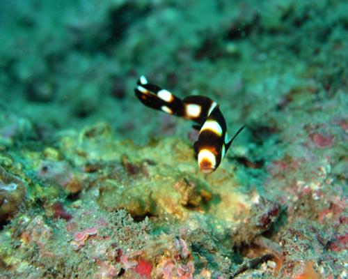Plectorhinchus vittatus@fishdb-media-465