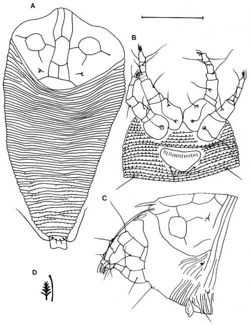 Cupacarus hebes Huang, 2001