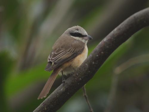20090729_380368_Brown_Shrike_P1157270.jpg 20090729_380368_Brown_Shrike_P1157270.jpg