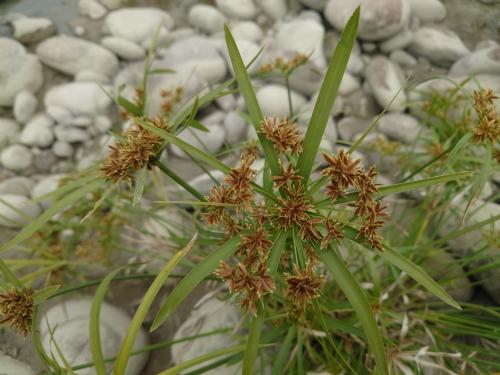 光桿輪傘莎草 光桿輪傘莎草