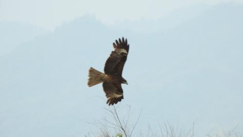 黑鳶