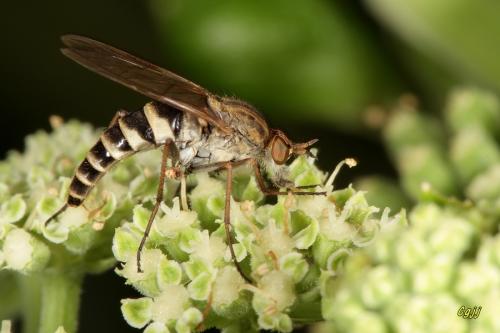 劍虻科 Therevidae 劍虻科 Therevidae