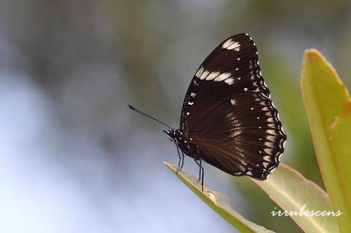 N25-2a 幻蛺蝶 N25-2a 幻蛺蝶