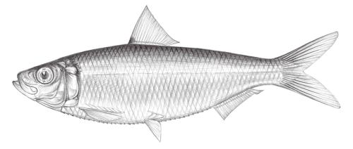 Sardinella fimbriata@Jheng0315 Sardinella fimbriata@Jheng0315