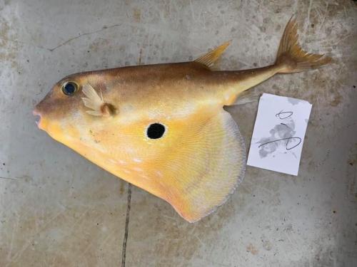 三齒魨(大鰭三齒魨;三齒河魨;扇魨;規仔魚)
