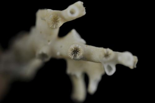 Dendrophyllia alcocki_DSC2181