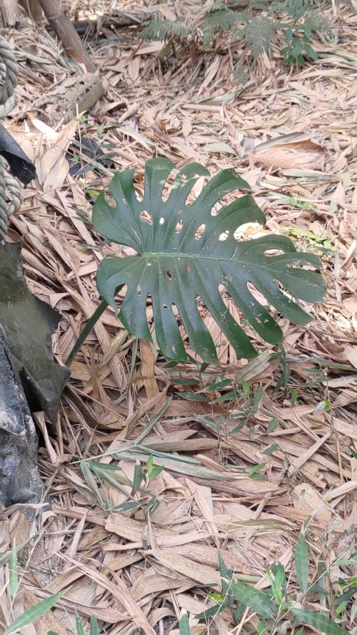 龜背竹 (蓬來蕉)
