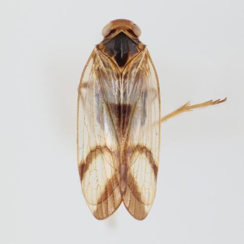Betacixius ocellatus Betacixius ocellatus