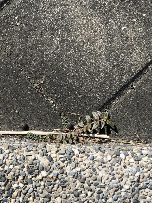 飛揚草 飛揚草