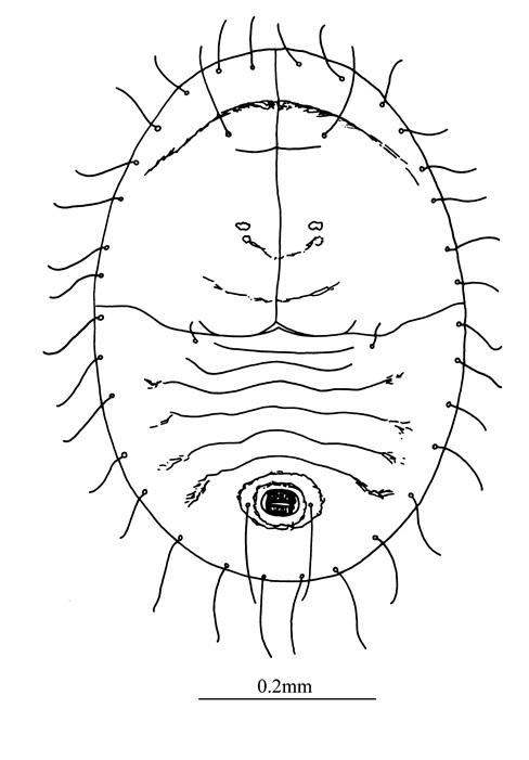 Neomaskellia bergii  (Signoret, 1868)