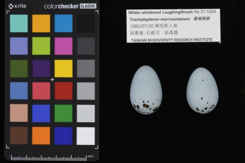 臺灣噪眉 臺灣噪眉