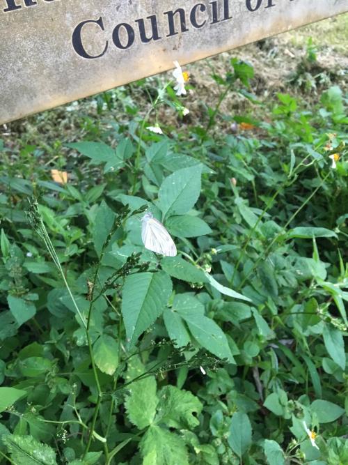 東方菜粉蝶 東方菜粉蝶