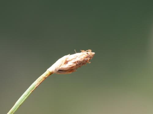 高雄飄拂草