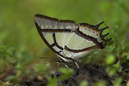 20091002_347194_Polyura narcaea meghaduta_a.jpg