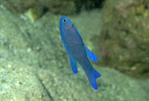 Assessor randalli@fishdb-media-9760