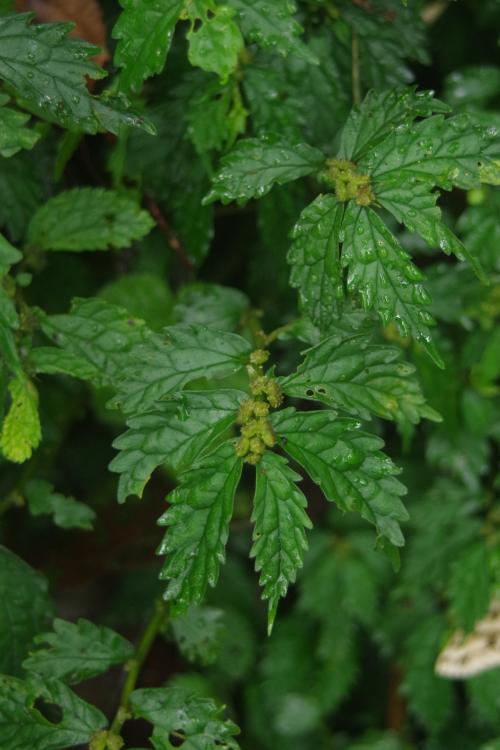 白背樓梯草