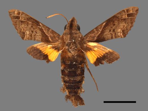 Macroglossum fritzei[佛瑞茲長喙天蛾][00016604]