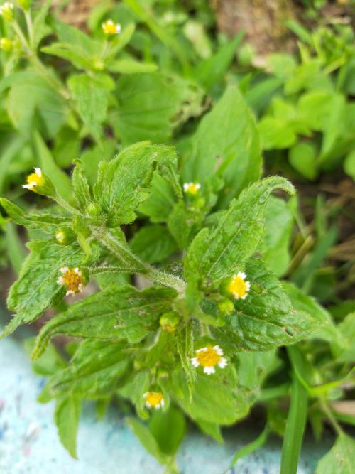 粗毛小米菊 粗毛小米菊