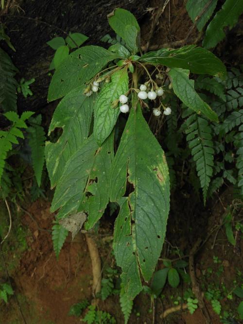 同蕊草 同蕊草