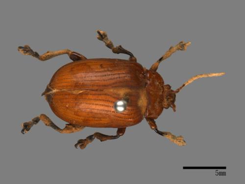 <已分類>Family：Chrysomelidae[金花蟲科][00080593]