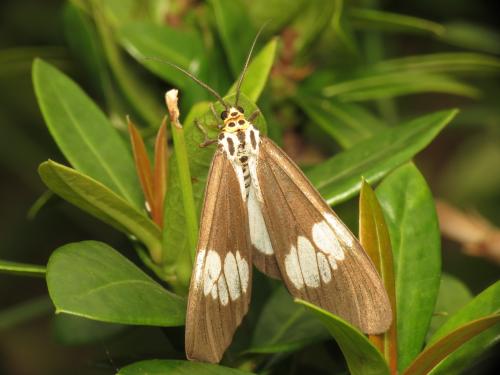 Asian Magpie Moth Asian Magpie Moth