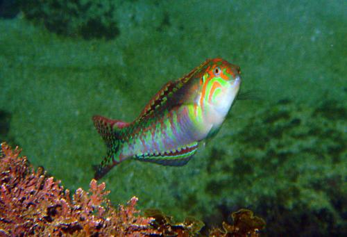 Halichoeres nebulosus@fishdb-media-6986