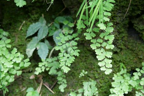 鐵線蕨 鐵線蕨