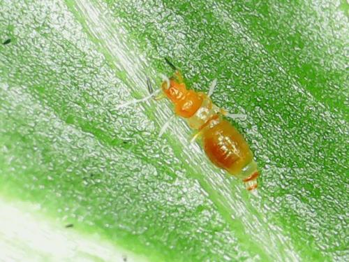 Franklinothrips vespiformis