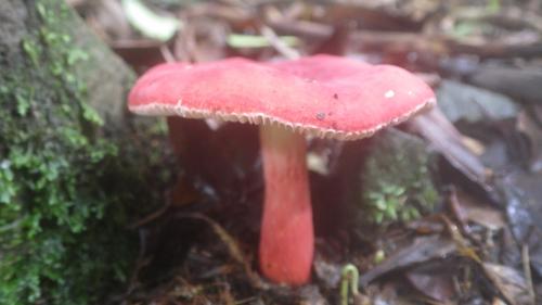 Russula rosea(玫瑰紅菇)