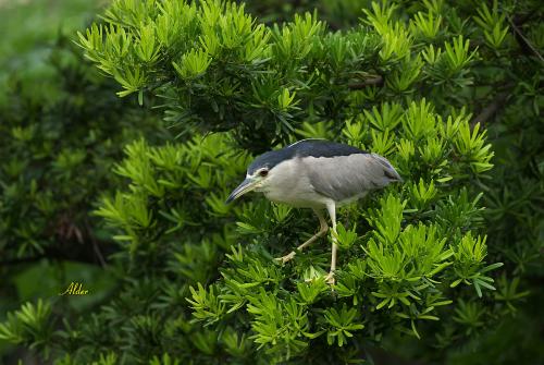 20090914_380137_Black-crowned_Night_Heron_1583.jpg