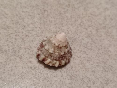 齒輪鐘螺 齒輪鐘螺