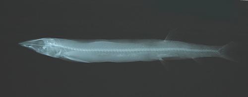 ASIZP0058071