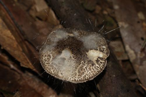 Spinellus fusiger(紡錘孢傘菌黴) Spinellus fusiger(紡錘孢傘菌黴)