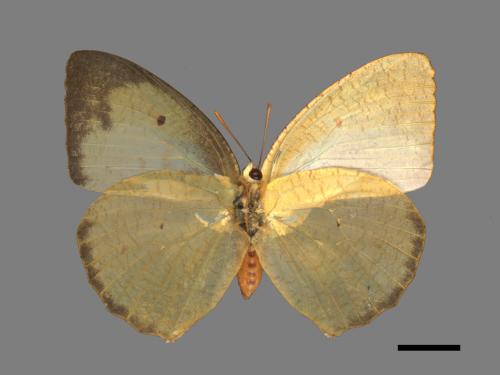 Catopsilia pyranthe[水青粉蝶][00015473]