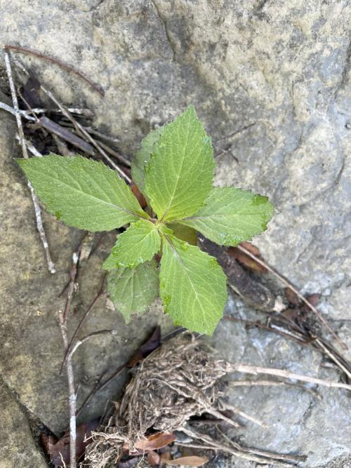 野茼蒿