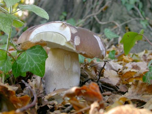 Boletus edulis Carpinus