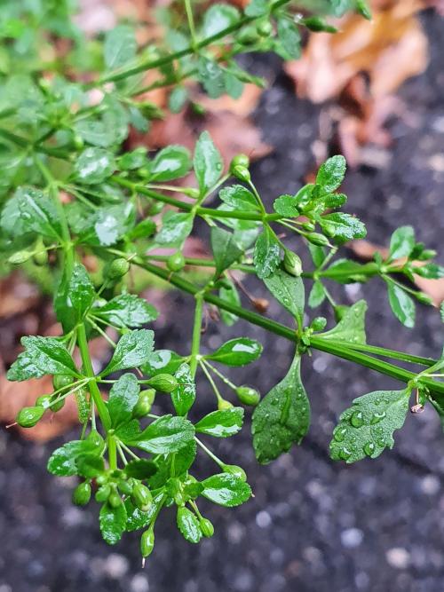野甘草 野甘草