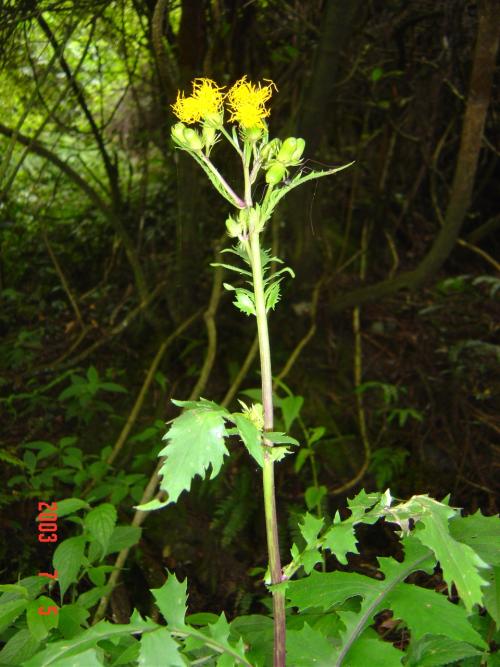 黃花三七草