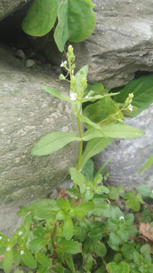 水苦蕒 水苦蕒
