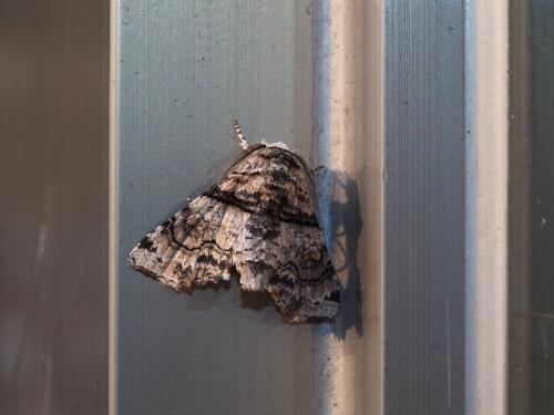 Aplotelia diplographa