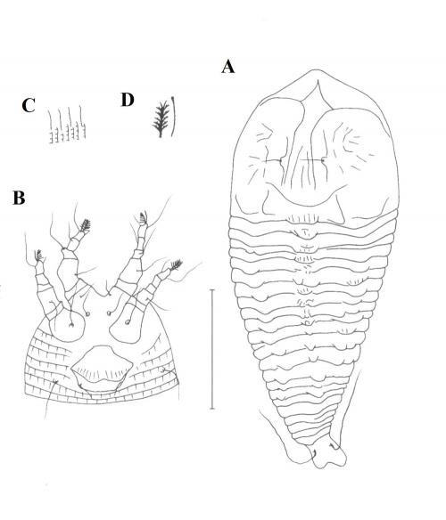 Absentia lanyuensis Huang, 2001