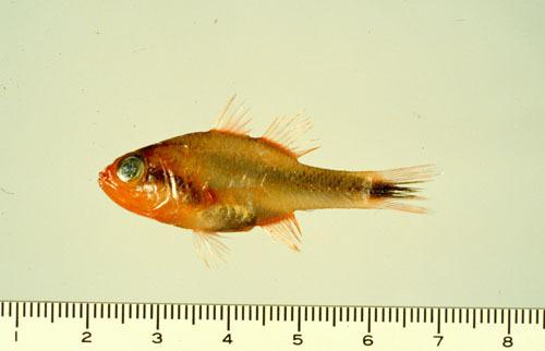 ASIZP0055963 ASIZP0055963