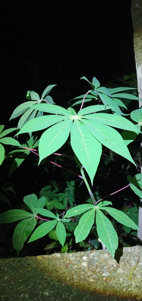 木薯 木薯