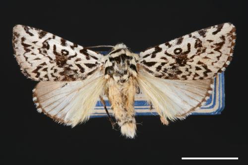 Trichosea diffusa[羝鑲夜蛾][00000142]