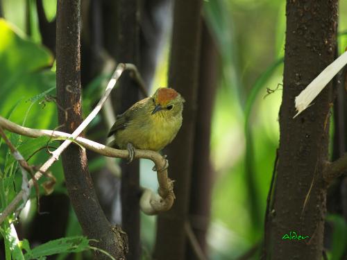 20090831_380484_Red-headed_Babbler_0132.jpg