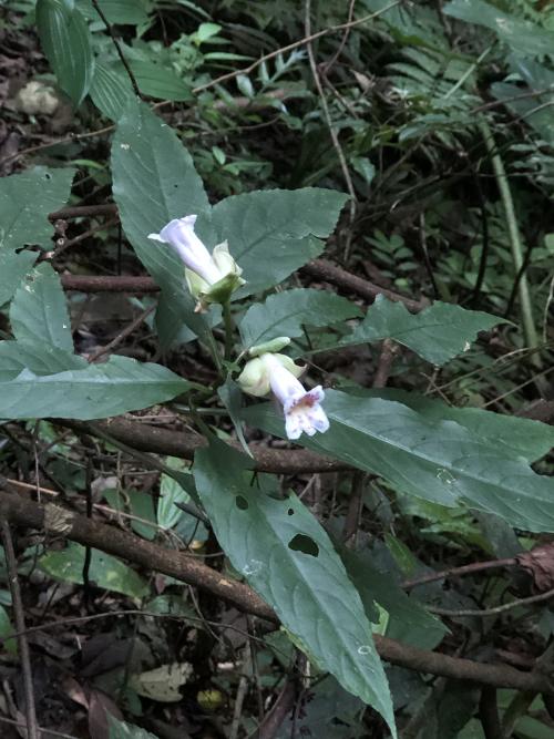 角桐草 角桐草