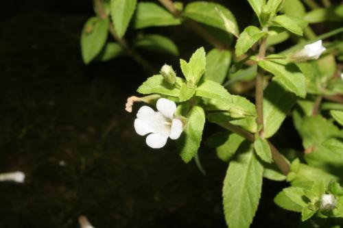 擬紫蘇草-Scrophulariaceae玄參科-石龍尾屬-Limnophila aromaticoides-IMG_9655