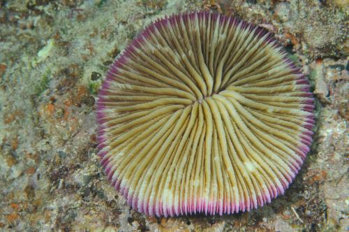 真蕈珊瑚